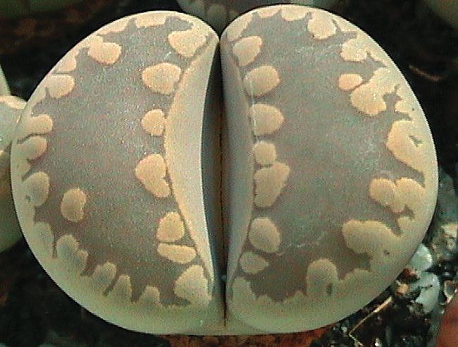 Fájl:Lithops otzeniana-001.jpg