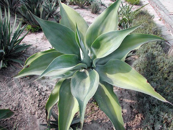 Fájl:Agave attenuata.Moha 01.jpg