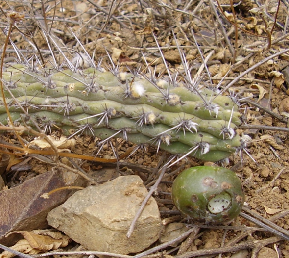 Fájl:Cleistocactus sulcifer-003.jpg