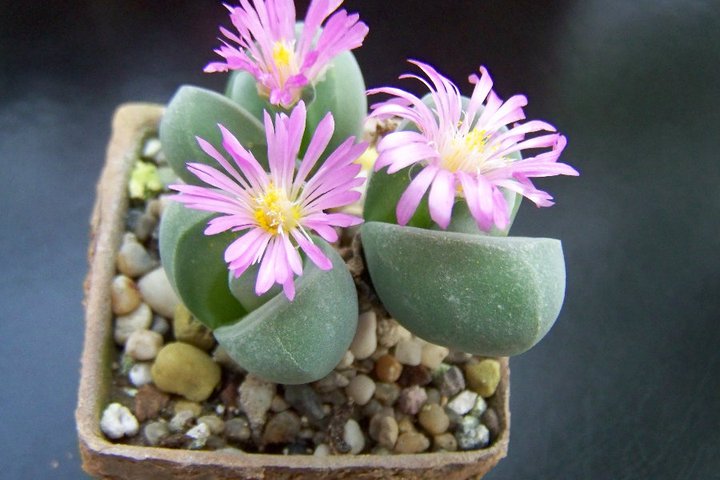 Fájl:Gibbaeum dispar.DósaB 01.jpg