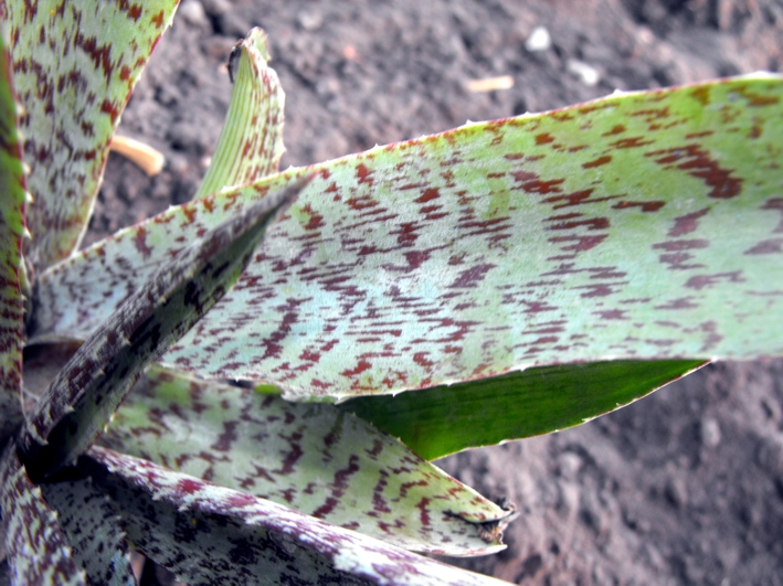 Fájl:Agave maculosa-002.jpg