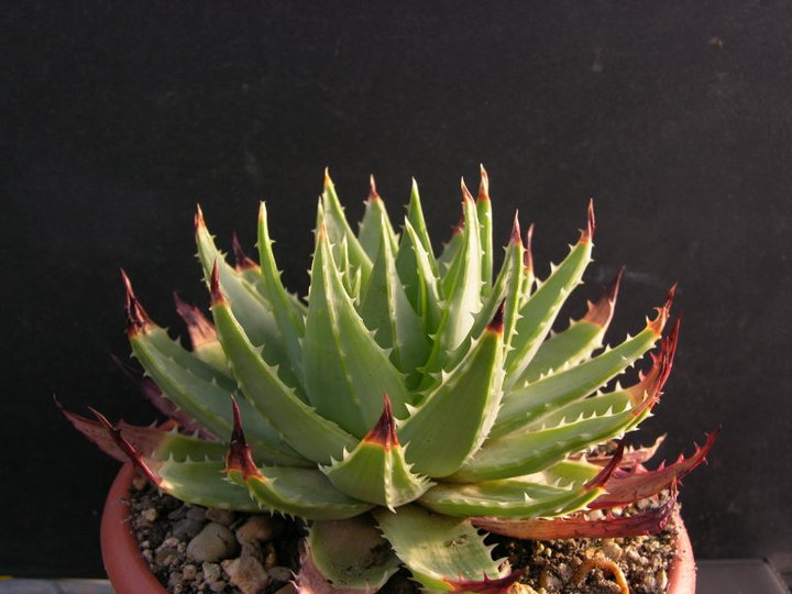 Fájl:Aloe polyphylla.SzandaR 01.jpg