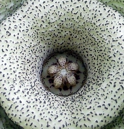 Fájl:Orbea ciliata-3.jpg