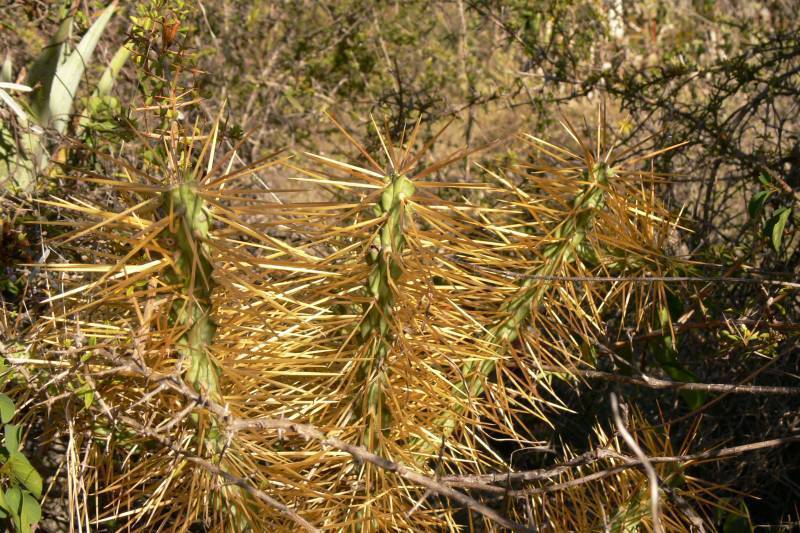 Fájl:Cylindropuntia hystrix.Rigi 01.jpg