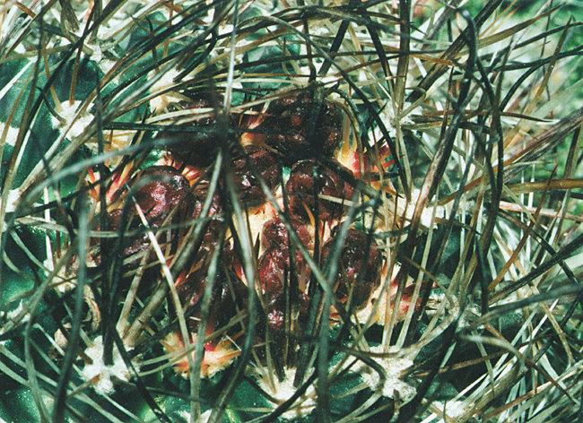 Fájl:Pozsgáslap 009-001.jpg