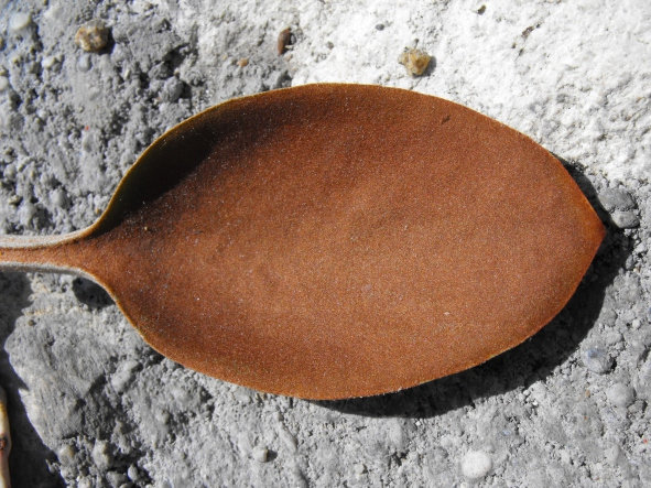 Fájl:Kalanchoë orgyalis-004.jpg