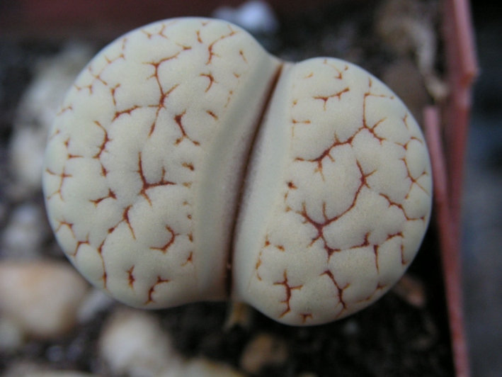 Fájl:Lithops gracilidelineata-001.jpg