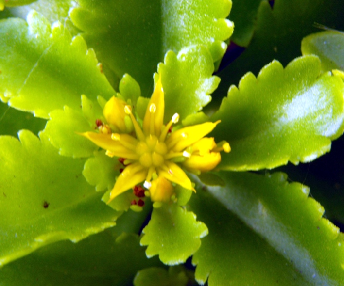 Fájl:Phedimus kamtschaticus-002.jpg