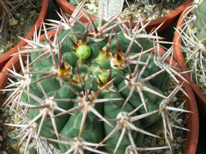 Fájl:Gymnocalycium hybopleurum 02-001.jpg