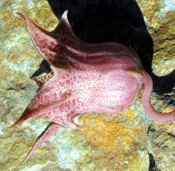 Fájl:Huernia hislopi-002.jpg