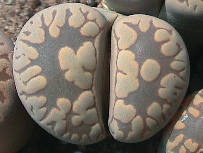 Fájl:Lithops otzeniana-002.jpg