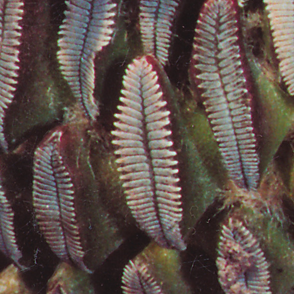 Fájl:Pozsgáslap 004-001.jpg