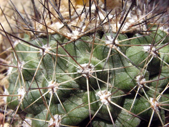 Fájl:Copiapoa humilis subsp humilis-003.jpg
