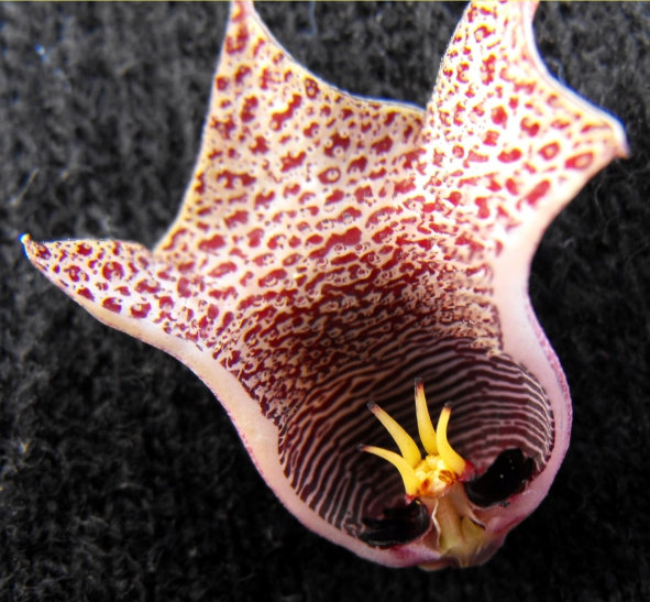 Fájl:Huernia hislopi-003.jpg