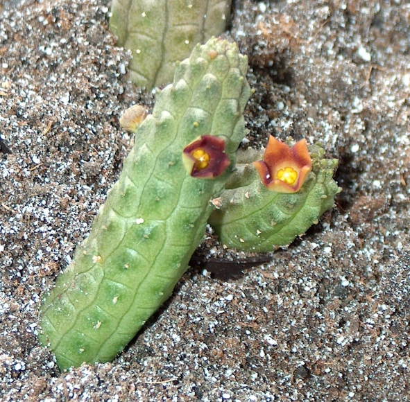 Fájl:Echidnopsis cereiformis-002.jpg