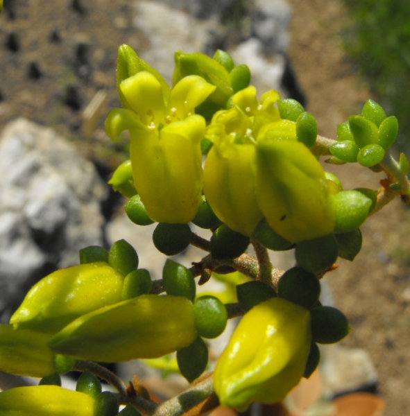 Fájl:Kalanchoë orgyalis-002.jpg