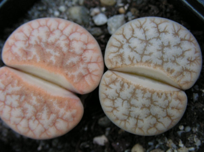 Fájl:Lithops gracilidelineata-003.jpg