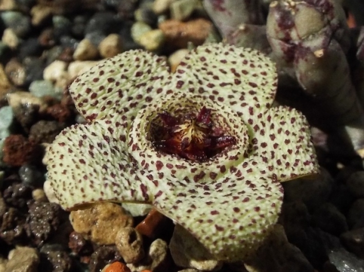 Fájl:Orbea variegata 02-2.jpg