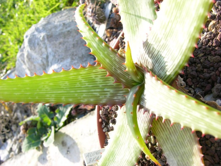 Fájl:Aloe brandraaiensis.SzandaR 02.jpg