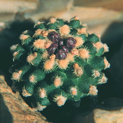 Fájl:Pozsgáslap 012-001.jpg