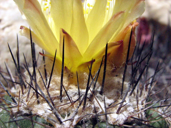 Fájl:Copiapoa humilis subsp humilis-004.jpg