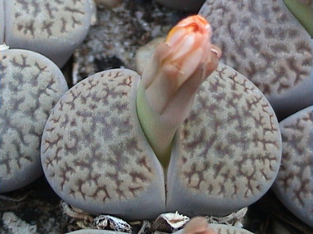 Fájl:Lithops hookeri-001.jpg