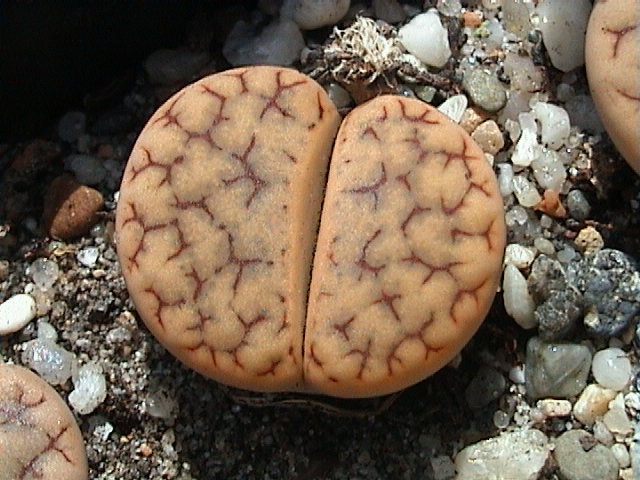 Fájl:Lithops gracilidelineata-002.jpg