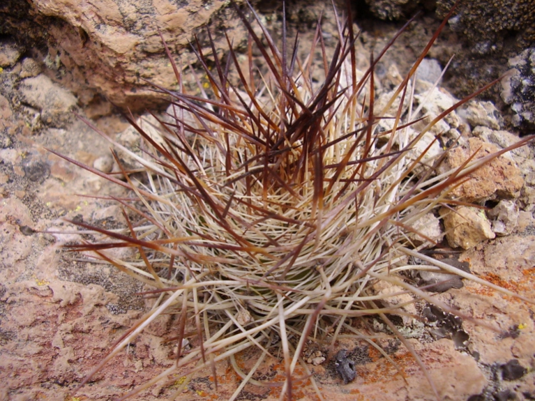 Fájl:Matucana haynei-003.jpg