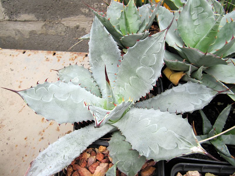 Fájl:Agave wocomahi.Moha 01.jpg