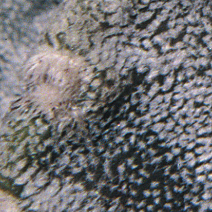 Fájl:Pozsgáslap 068-001.jpg