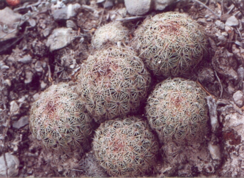 Fájl:Coryphantha palmeri-001.jpg