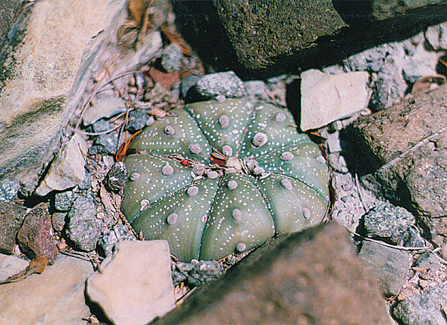 Fájl:Pozsgáslap 017-001.jpg