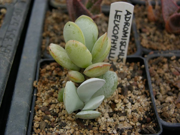 Fájl:Adromischus leucophyllus.Szanda 01.jpg
