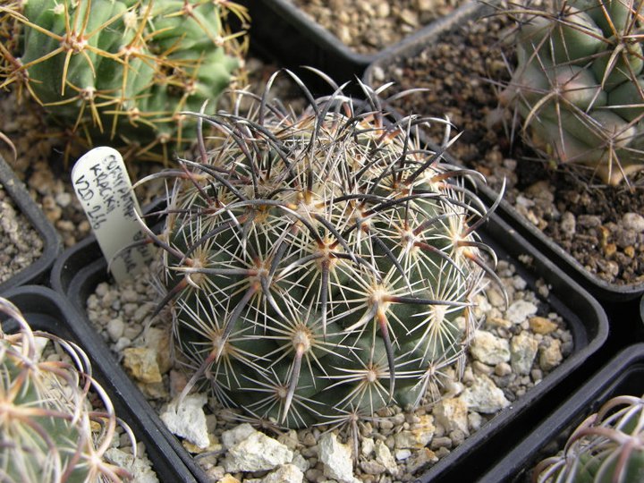 Fájl:Coryphantha kracikii.SzandaR-01.jpg