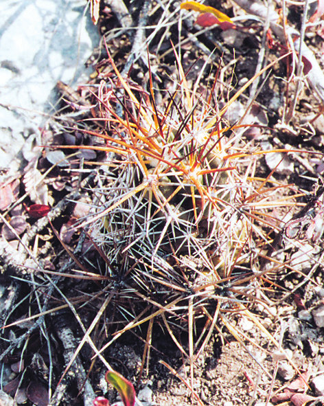 Fájl:Pozsgáslap 029-001.jpg