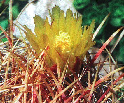 Fájl:Pozsgáslap 024-001.jpg