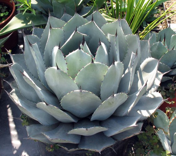 Fájl:Agave parryi v. huachucensis.Moha 01.jpg