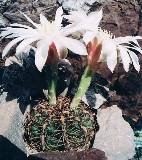 Fájl:Pozsgáslap 065-001.jpg