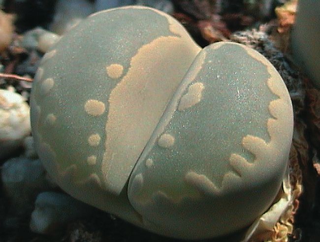 Fájl:Lithops otzeniana-003.jpg
