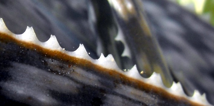 Fájl:Aloë rauhii-002.jpg