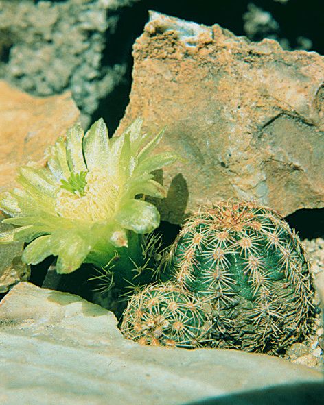 Fájl:Pozsgáslap 013-001.jpg