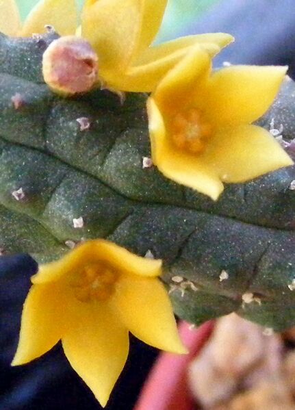 Fájl:Echidnopsis cereiformis-003.jpg