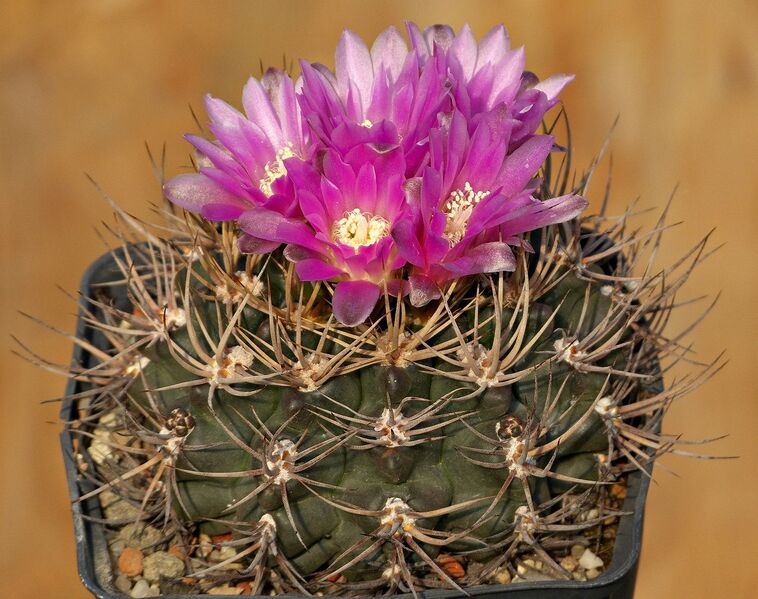 Fájl:Gymnocalycium neuhuberi.SzJ 01.jpg