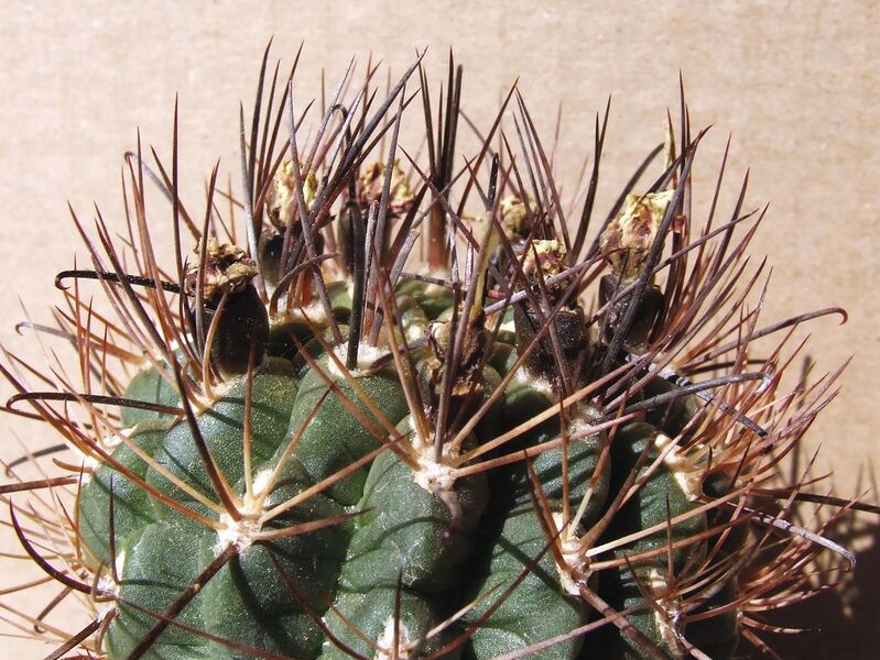 Fájl:Neowerdermannia chilensis 02 (1)-1.jpg