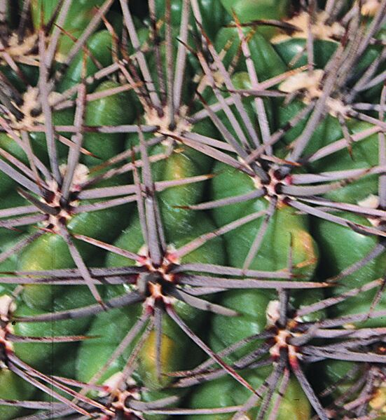 Fájl:Pozsgáslap 067-001.jpg