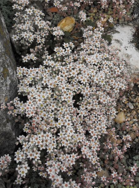 Fájl:Sedum hispanicum-0.jpg