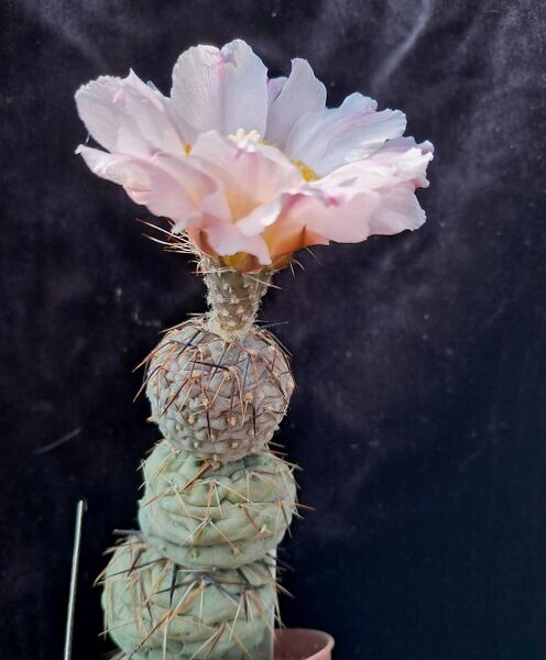 Fájl:Tephrocactus geometricus.HI 01.jpg