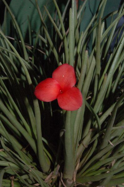 Fájl:Tillandsia albertiana.PL 01.jpg