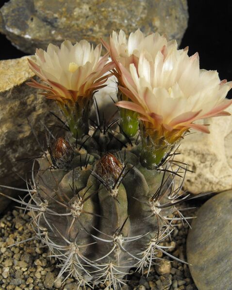 Fájl:Eriosyce paucicostata paucicostata-000.jpg