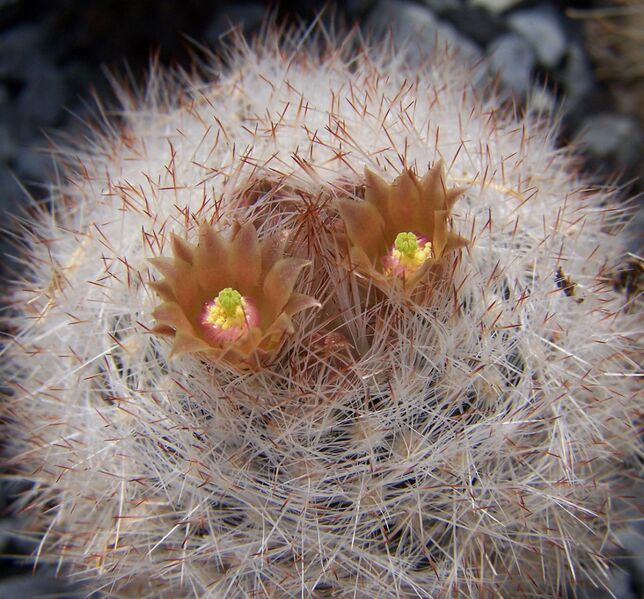 Fájl:Escobaria dasyacantha subsp chaffeyi-001.jpg